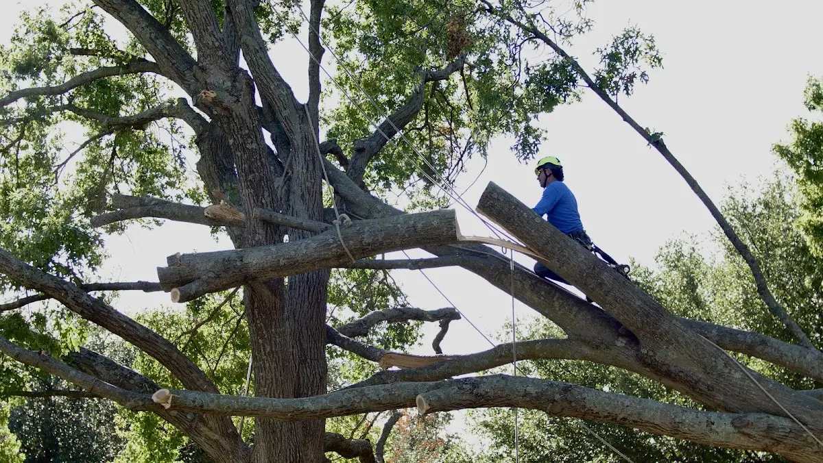 Professional Crown Thinning performed by certified arborists in Steamburg